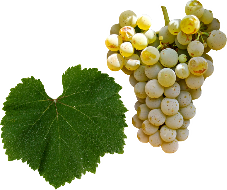 Alvarinho