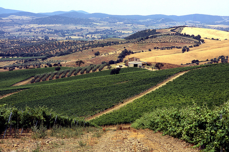 Rocca delle Macìe Rocca delle Macìe