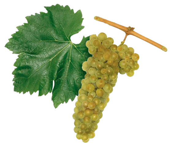 Furmint